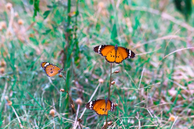 Papillon tigre ordinaire ou également connu sous le nom de papillon Danaus chrysippus reposant sur la plante à fleurs