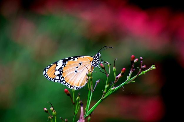 Le papillon tigre ordinaire sur la plante à fleurs