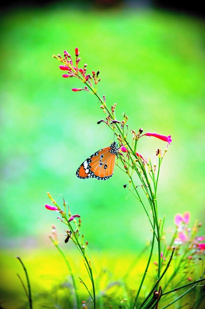 Le papillon tigre ordinaire sur la plante à fleurs