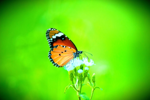 Le papillon tigre ordinaire sur la plante à fleurs