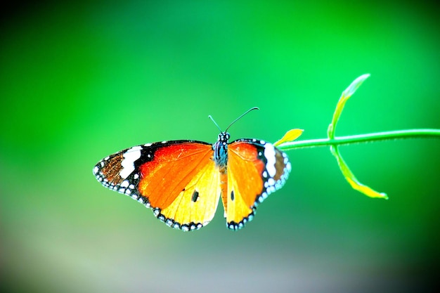 Le papillon tigre ordinaire sur la plante à fleurs