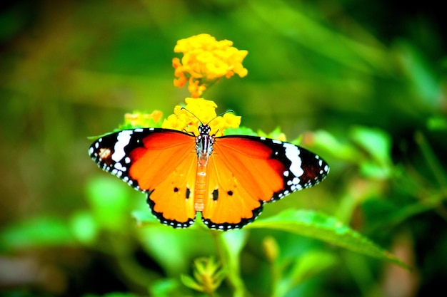 Le papillon tigre ordinaire sur la plante à fleurs