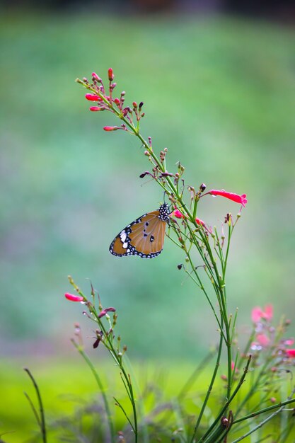 Le papillon tigre ordinaire