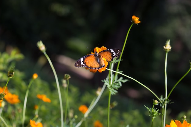 Le papillon tigre Palin sur la plante à fleurs