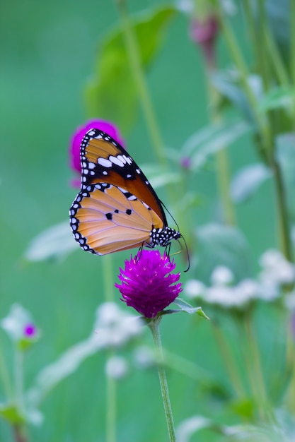 Papillon tigre uni sur fleur