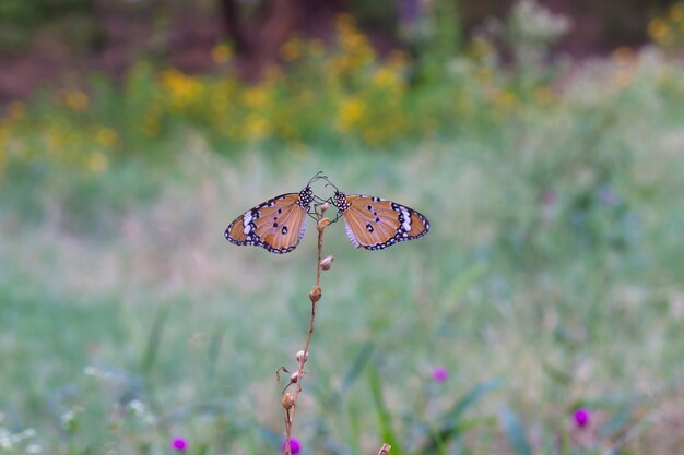 Le papillon tigre uni