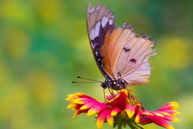 Le papillon tigre uni