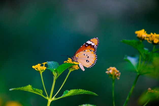 Le papillon tigre uni