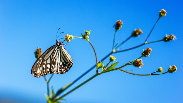 Papillon tigre vitreux sur des fleurs