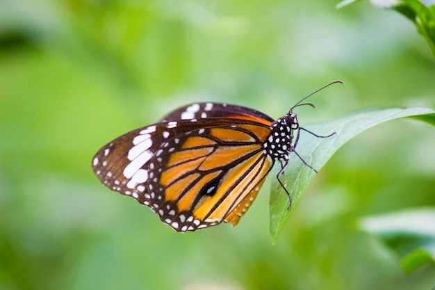 Papillon tigre