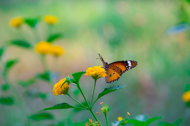 Papillon tigre