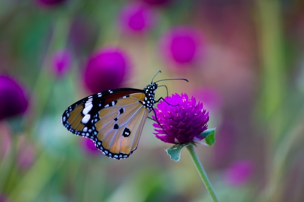 Papillon tigre