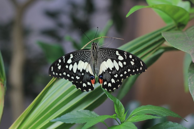 Papillon tilleul commun perché sur une plante