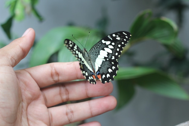 Papillon tilleul commun perché sur une plante