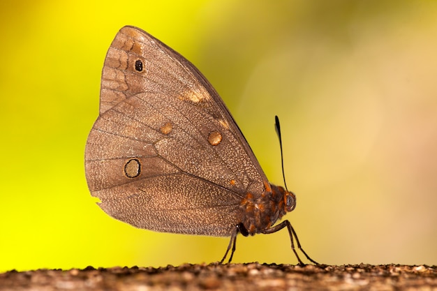 Papillon sur tronc d'arbre