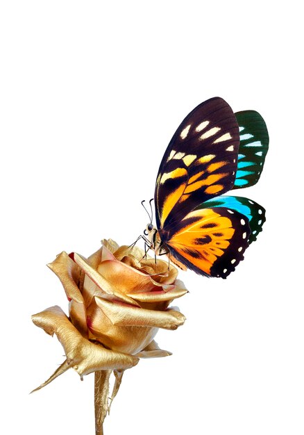 papillon tropical brillant sur une fleur de rose dorée isolée sur blanc