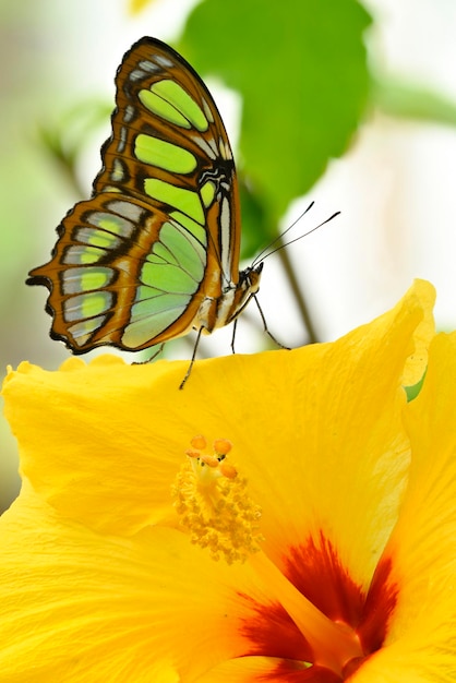 Photo papillon tropical coloré reposant sur une fleur d'ibis jaune