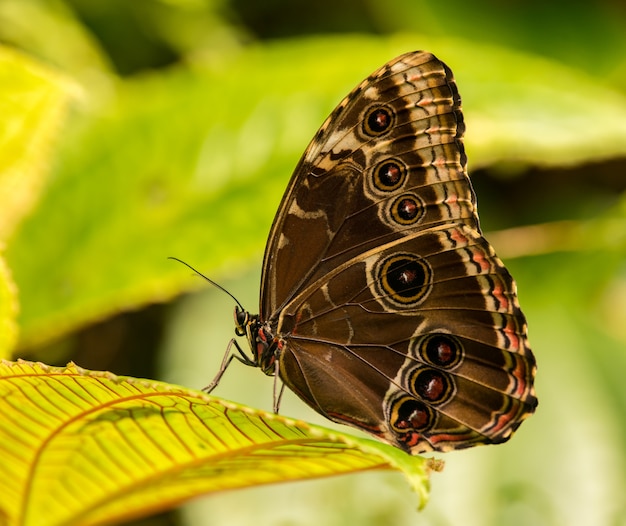 papillon tropical fermé assis sur une feuille