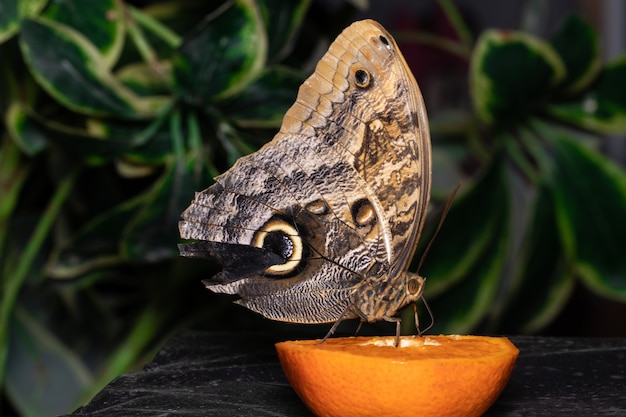 Papillon tropical mangeant perché sur une tranche d'orange.