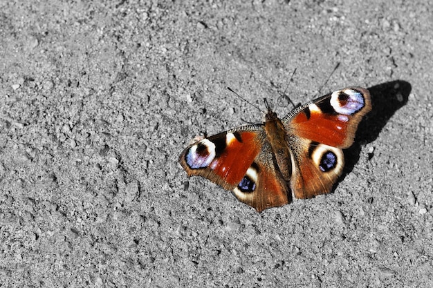 Le papillon tropical se repose sur un mur en béton