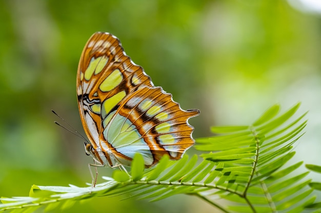 Papillon Tropical Siproeta Stelenes Ou Papillon Malachite Sur Les Feuilles Dans Le Jardin