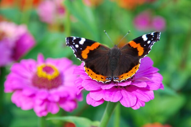 Papillon Vanessa atalanta sur fleur rose Zinnia Elegans