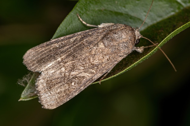 Papillon de ver-gris adulte de la famille des Noctuidae