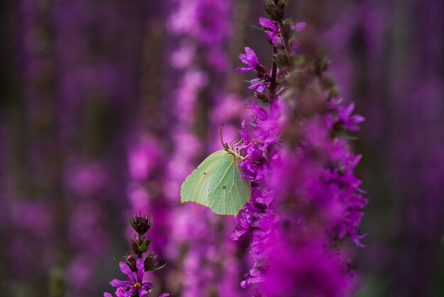 Le papillon vert citronnelle est assis sur une fleur violette. Prairie fleurie, nature et insectes.