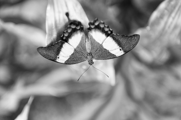 Papillon vert émeraude machaon aux ailes ouvertes sur fond naturel nature floue