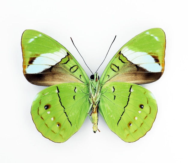 Papillon vert isolé sur blanc. Belle macro inhabituelle de Nessaea aglaura en gros plan. Le recueil