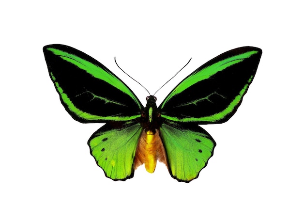 Un papillon vert et jaune avec un dessin noir et orange.