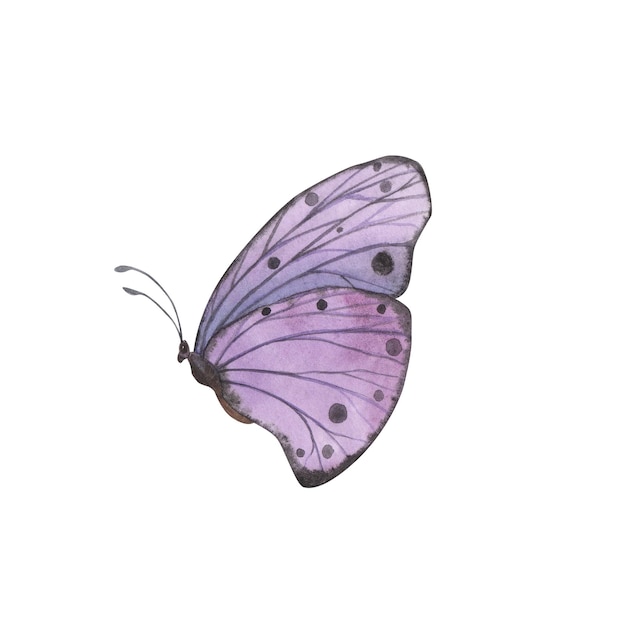 Papillon violet avec des ailes détaillées isolées Illustration d'insecte réaliste dessinée à la main à l'aquarelle pour la conception
