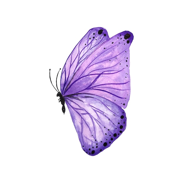 Papillon violet à l'aquarelle