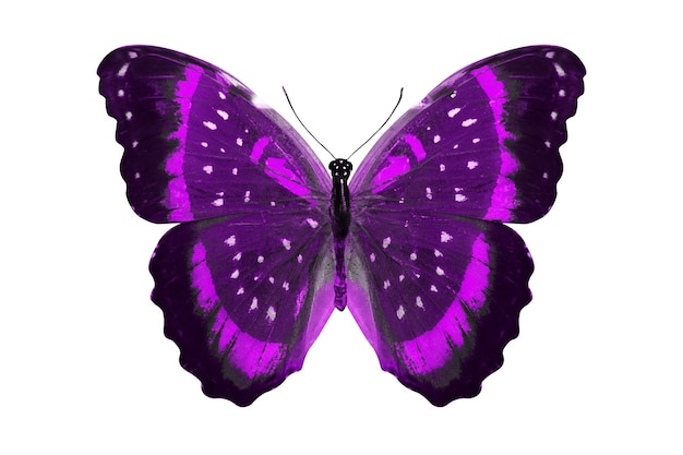 Papillon violet. insecte naturel. isolé sur fond blanc