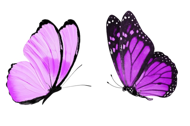 Papillon violet. insecte naturel. isolé sur fond blanc