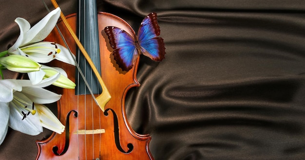 Un papillon sur le violoncelle