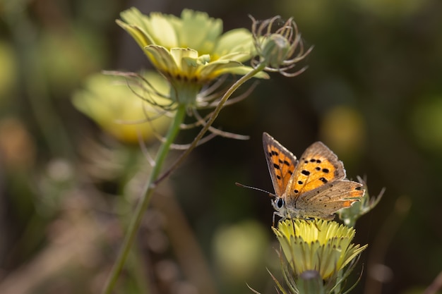 Papillon