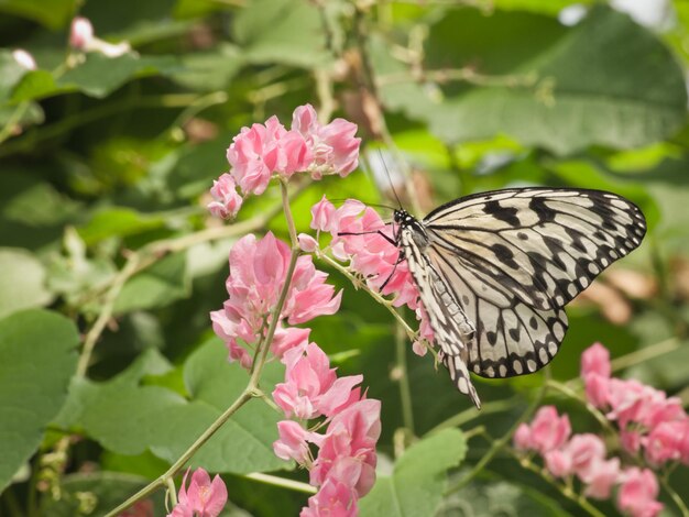 Papillon