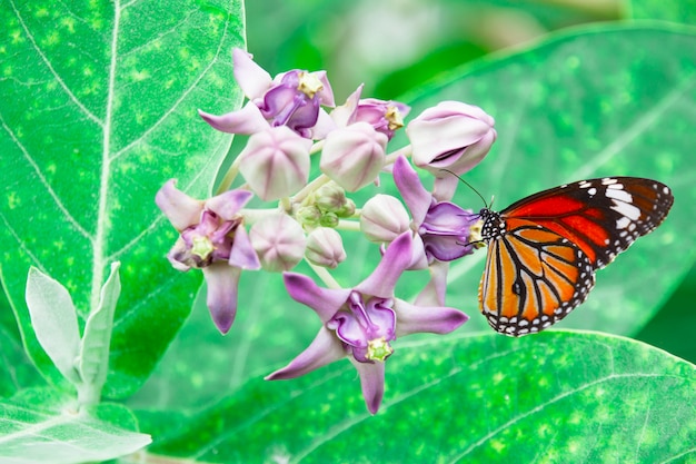 Photo papillon