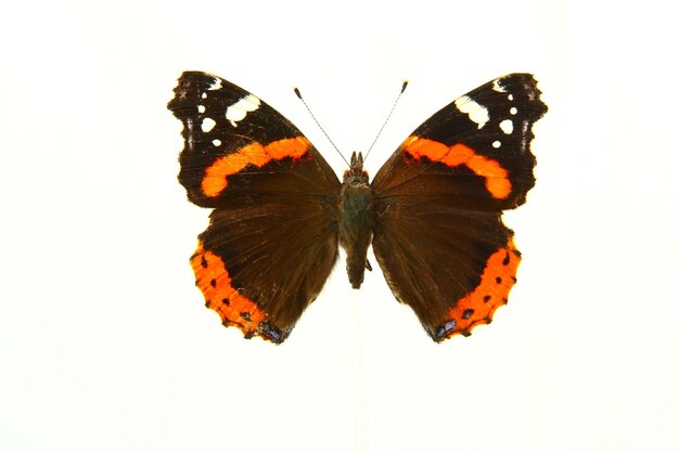 Photo papillon