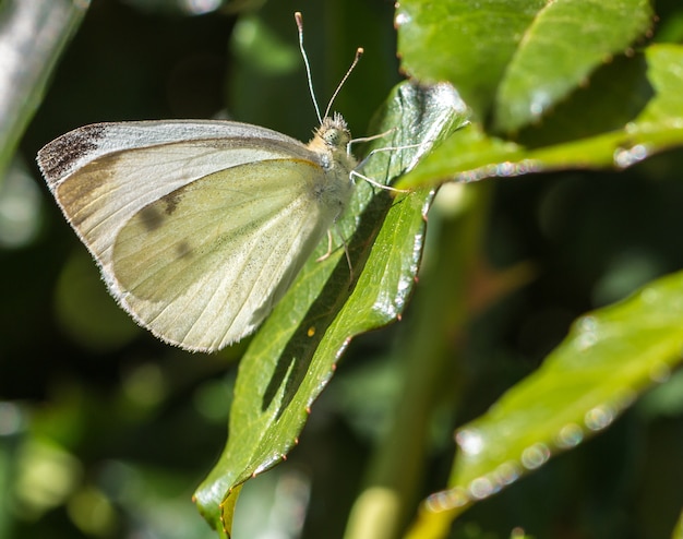 les papillons annoncent l&#39;arrivée du printemps