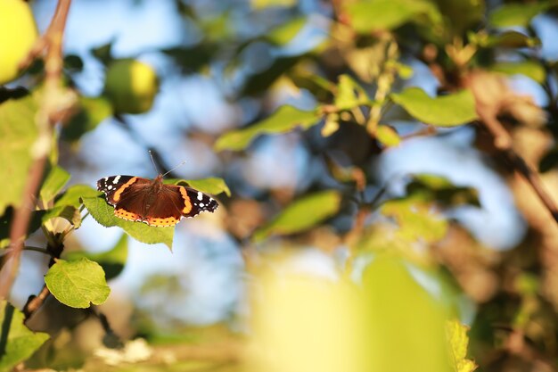 Papillons sur un arbre. Papillons et nectar. Jus de bouleau. Papillons dans la forêt. La nature. Forêt. Papillons.