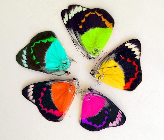 Papillons arc-en-ciel colorés sur le rond. Isolé. Pour la conception, l'impression, l'illustration. Multicolore. Belle