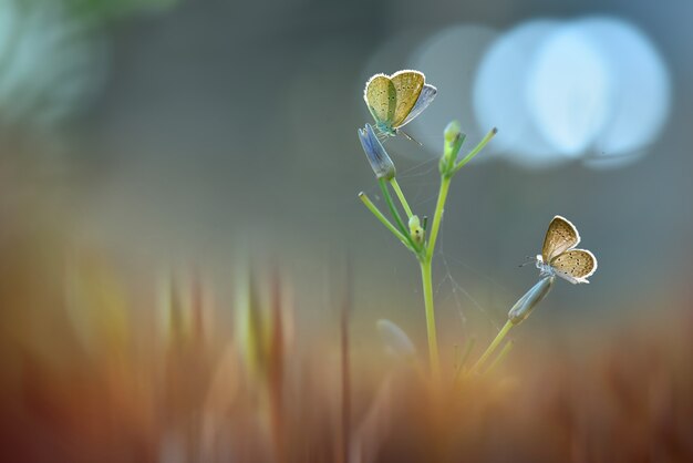 Papillons sur des brindilles