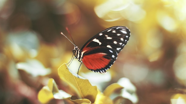 Des papillons colorés et beaux