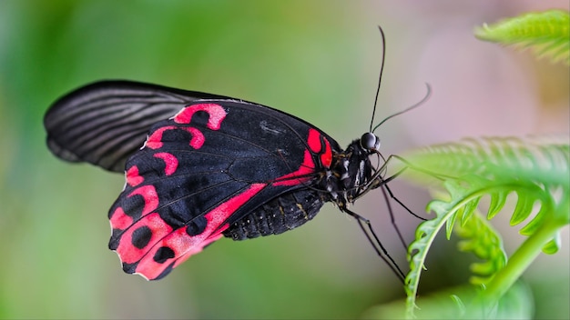 Des papillons colorés et beaux