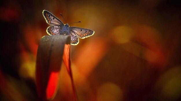 Des papillons colorés et beaux