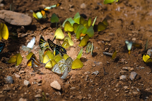 Les papillons colorés recherchent des sources de nourriture sur le sol qui sont salines et riches en minéraux