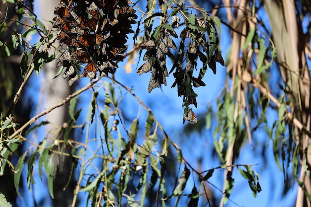 Papillons dans la ferme Ardenwood Fremont en Californie