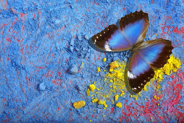 Des papillons dans les montagnes bleues